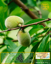 Amandes Blanchies, Effilées