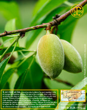 Amandes Blanchies, poudre