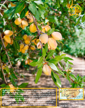 Amandes Blanchies, poudre