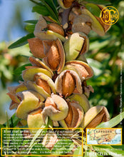 Amandes lait concentré, pâte concentrée