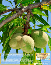 Amandes lait concentré, pâte concentrée