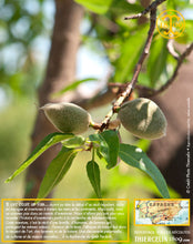 Amandes lait concentré, pâte concentrée