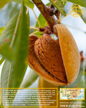 Amandes lait concentré, pâte concentrée