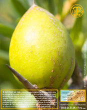 Huile d'Argan, vierge, première pression à froid, Fabrication Artisanale