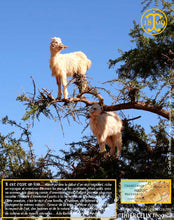Huile d'Argan, vierge, première pression à froid, Fabrication Artisanale