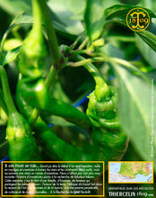 Piment à l'état vert… Thiercelin