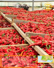 Piment du Pays Basque, poudre