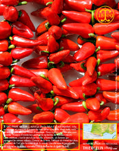 Piment du pays basque français ou le piment d'espelette AOC est traditionnellement séché en corde sur les balcons et les murs des maisons… Thiercelin