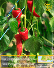 Piment du Pays Basque, poudre