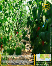 Piment du Pays Basque, poudre