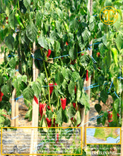 Piment du Pays Basque, poudre