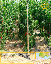 Piment du Pays Basque, poudre
