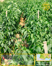 Visite de la plantation de notre fermier producteur. Venez, suivez le guide… Thiercelin