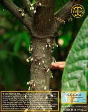 Fèves de cacao, entières améliorées