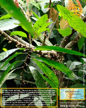 Fèves de cacao, entières améliorées