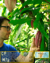 Fèves de cacao, entières améliorées