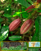 Fèves de cacao, entières améliorées