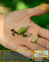 Cardamome verte, capsules entières