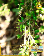 Cardamome verte, capsules entières