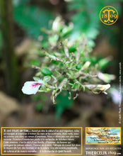 Cardamome verte, capsules entières