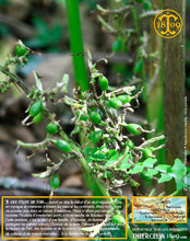 Cardamome verte, capsules entières