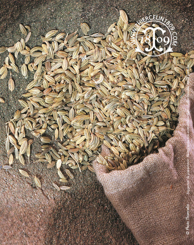 Fenouil Sauvage de Sicile, graines