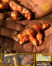 Voilà de superbes racines fraîches de curcuma BIO. Thiercelin