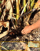 Curcuma, racines/rizhomes/doigts entiers