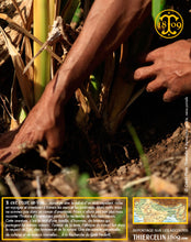 Curcuma, doigts réduits en poudre
