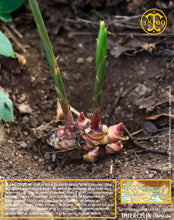 Récolte, voyage, aventure, champs, fermiers : gingembre (Zingiber officinale) ou Ginger, Jengibre, Anchoas, zenzero, Ingefoera, Ingever, Gember, Ingwer, Gyömbér, זנגביל, Τζίντζερ, زنجبيل (Zanjabeel), Имбирь, 薑, 진저, 생강, 茗荷, しょうが, ミョウガ