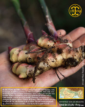 Récolte, voyage, aventure, champs, fermiers : gingembre (Zingiber officinale) ou Ginger, Jengibre, Anchoas, zenzero, Ingefoera, Ingever, Gember, Ingwer, Gyömbér, זנגביל, Τζίντζερ, زنجبيل (Zanjabeel), Имбирь, 薑, 진저, 생강, 茗荷, しょうが, ミョウガ