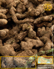 Récolte, voyage, aventure, champs, fermiers : gingembre (Zingiber officinale) ou Ginger, Jengibre, Anchoas, zenzero, Ingefoera, Ingever, Gember, Ingwer, Gyömbér, זנגביל, Τζίντζερ, زنجبيل (Zanjabeel), Имбирь, 薑, 진저, 생강, 茗荷, しょうが, ミョウガ