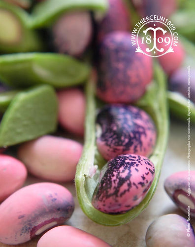 HARICOTS COCOS ROSES, entiers