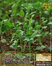 Récolte, fermiers, champs, aventure : la moutarde noire (Brassica nigra), Black mustard, Schwarzer Senf, Zwarte mosterd, Sort sennep, Mostaza negra, Fekete mustár, Senape nera, Mostarda preta, Горчица чёрный, الخردل الاسود, 黑色, 芥末, 種子, 까만 겨자, クロガラシ