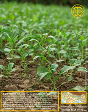 Récolte, fermiers, champs, aventure : la moutarde noire (Brassica nigra), Black mustard, Schwarzer Senf, Zwarte mosterd, Sort sennep, Mostaza negra, Fekete mustár, Senape nera, Mostarda preta, Горчица чёрный, الخردل الاسود, 黑色, 芥末, 種子, 까만 겨자, クロガラシ