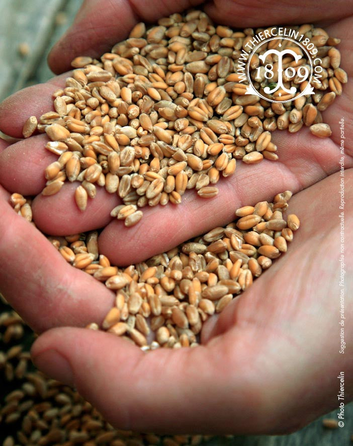 Orge perlé, grains