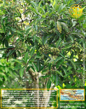 Piment de la Jamaïque, baies entières