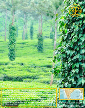 Poivre vert de Kerala, baies séchées