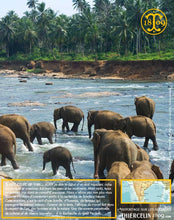 Poivre vert de Kerala, baies séchées