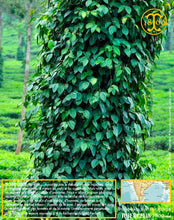 Poivre noir de Kerala, grains, cru Wayanad