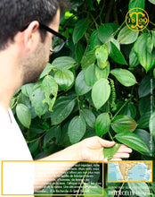 Poivre vert de Kerala, baies séchées