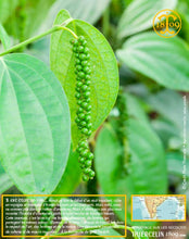Poivre vert de Kerala, baies séchées