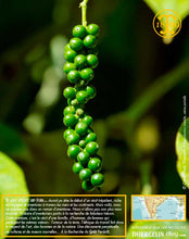 Poivre vert de Kerala, baies séchées