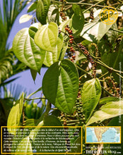 Poivre vert de Kerala, baies séchées