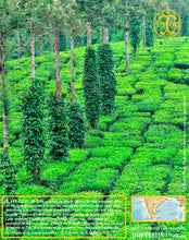Poivre vert en saumure, baies