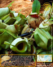Poivre blanc de Sarawak, baies séchées, qualité : Green Label
