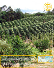 Poivre noir de Sarawak, baies séchées, qualité n°1 : Brown Label