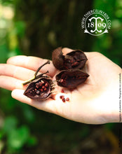 ROCOU, graines séchées sur les plantations dans la forêt tropicale du Guatemala