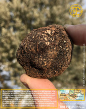La Belle truffe noire fraîche, Tuber melanosporum (brossée)