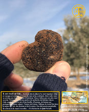 La Belle truffe noire fraîche, Tuber melanosporum (brossée)